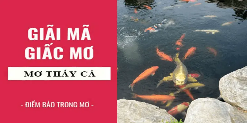 Giải mã giấc mơ thấy cá – Điềm báo gì và đánh con lô số mấy ?